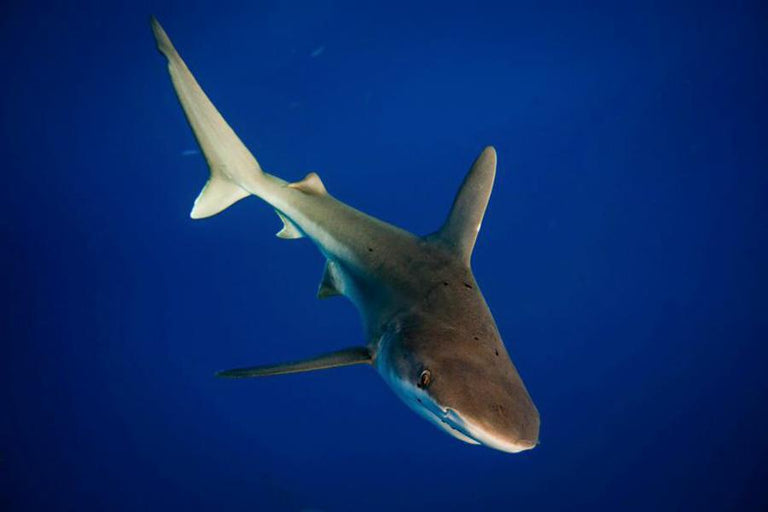 H2O Adventures Hawaii