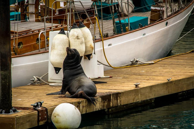 Getting some tail......