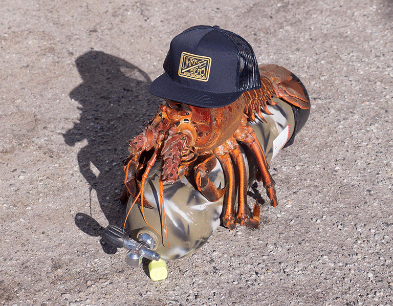 Not bad for opening day (12.8 lbs). Lobster season is on!! Photos by Clark McNulty