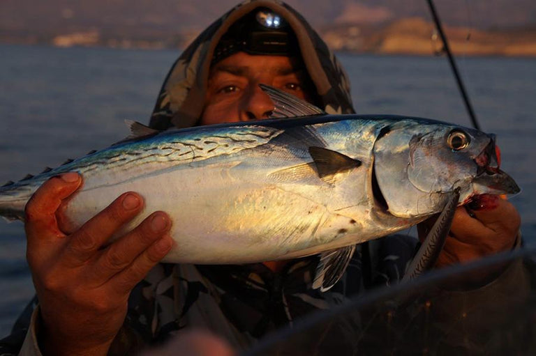 Dark Seas France Division - Greendog South East rep is living Dark Seas